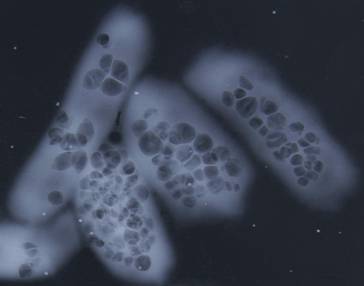 A close-up of a microscope

Description automatically generated